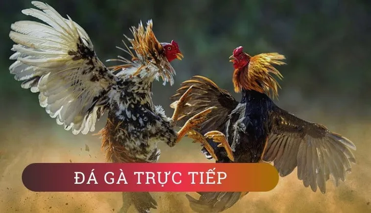 Tận Hưởng Cách Chơi Đá Gà WS168 Tại FB88 Cực Kịch Tính Và Hấp Dẫn